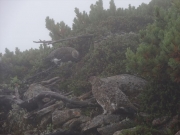 山頂付近の雷鳥